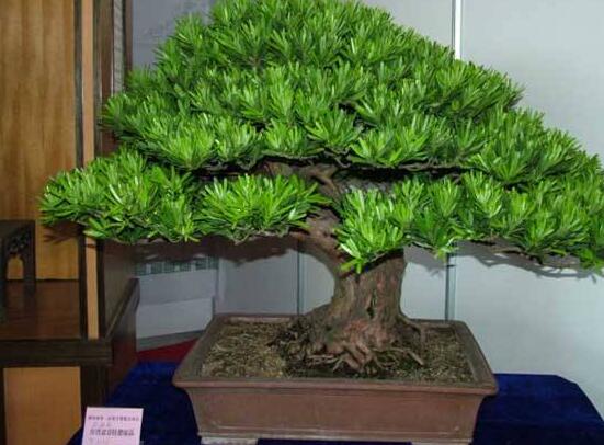 羅漢松種在什么位置好，盤(pán)點(diǎn)最佳三個(gè)方位(兩儀/三才/四象)