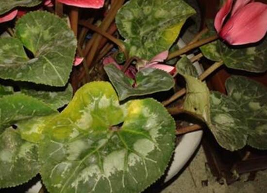 仙客來(lái)葉子黃怎么修剪，仙客來(lái)從哪修剪最好