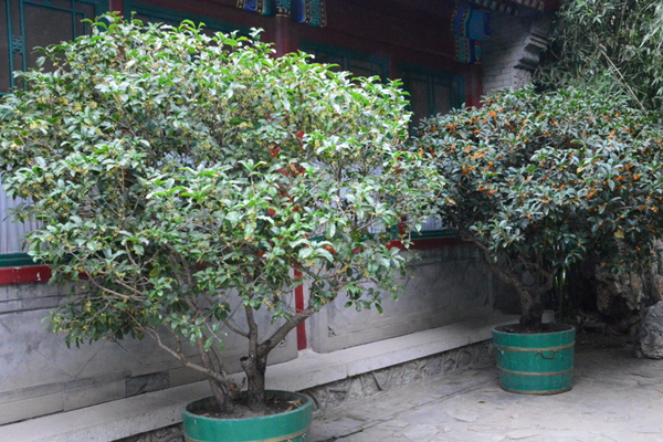 桂花的養(yǎng)殖方法和注意事項(xiàng)，桂花養(yǎng)殖5大要點(diǎn)