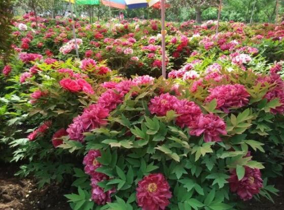 牡丹花怎么澆水，牡丹花澆水方法