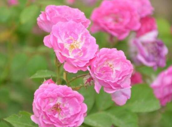 薔薇花葉子發(fā)黃怎么辦，薔薇花葉子發(fā)黃解決辦法