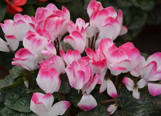 仙客來的花語是什么，仙客來適合送給什么人