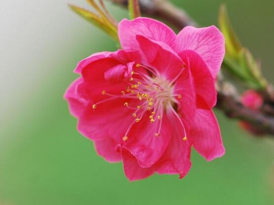 天竺葵品種大全，細(xì)數(shù)天竺葵七大品種