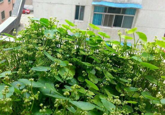 銅錢草什么時(shí)候開花，銅錢草花期多長(zhǎng)時(shí)間（四個(gè)月）