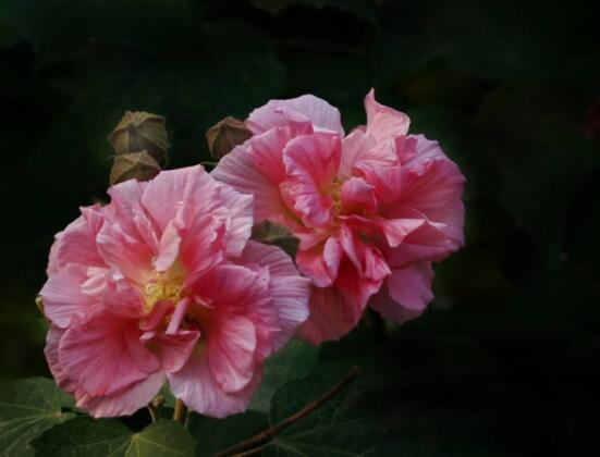 木芙蓉花的病蟲害及其防治，盤點(diǎn)四種常見病蟲害