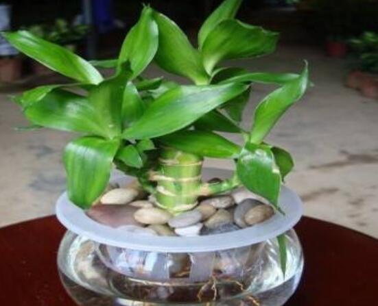 如何養(yǎng)好富貴竹，教你兩種最好養(yǎng)殖技巧(水養(yǎng)與土養(yǎng))