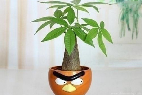 發(fā)財(cái)樹皮腐爛怎么救，停止?jié)菜舻魻€根