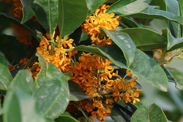 桂花的功效與作用，從5個(gè)方面來(lái)介紹桂花的價(jià)值