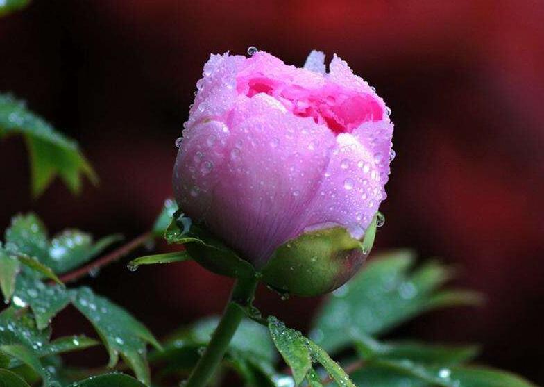 牡丹花語大全，各種顏色牡丹花語大全介紹