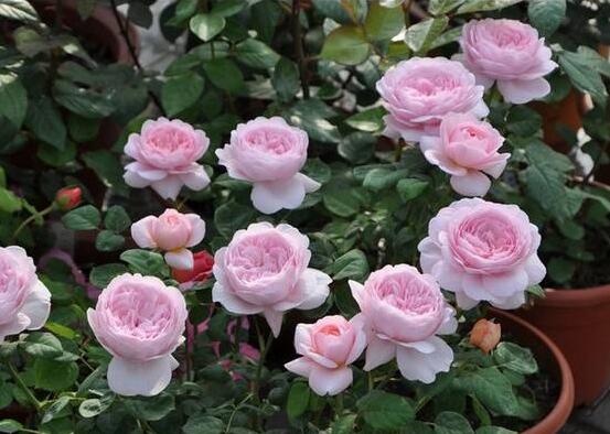 藤本月季的主要品種，盤點(diǎn)八大最美麗的品種