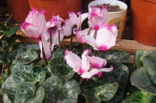 家庭養(yǎng)殖仙客來有什么好處，裝飾家居改善好心情