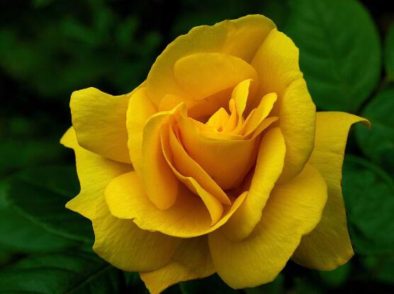 玫瑰花品種大全，細(xì)數(shù)玫瑰花八大品種