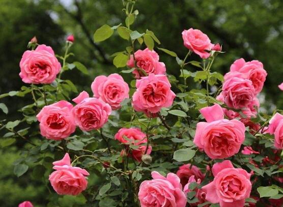 月季花冬季怎么修剪，做好四大修剪要點(diǎn)變得更美觀