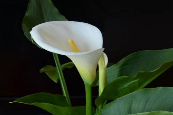 馬蹄蓮的養(yǎng)殖方法