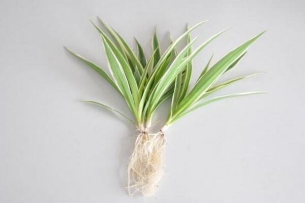 金邊吊蘭水培方法，三個步驟輕松教你水培出茂盛的吊蘭