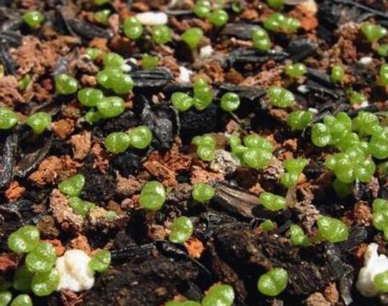 碧光環(huán)怎么播種，做好五個步驟三天快速發(fā)芽