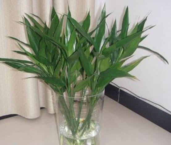 如何養(yǎng)好富貴竹，教你兩種最好養(yǎng)殖技巧(水養(yǎng)與土養(yǎng))