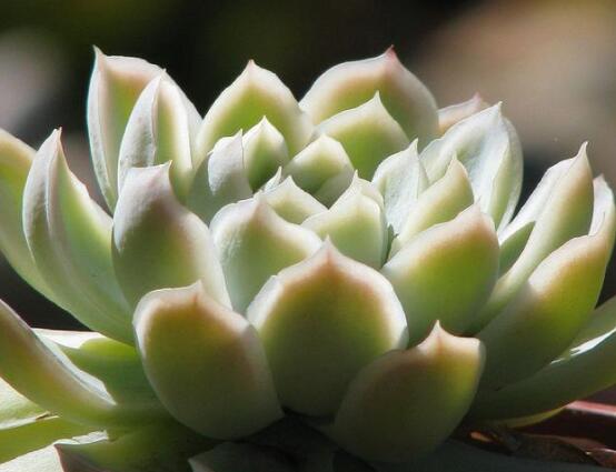 寶石花怎么繁殖，老農(nóng)總結(jié)四種繁殖方法(播種繁殖簡單易學(xué))