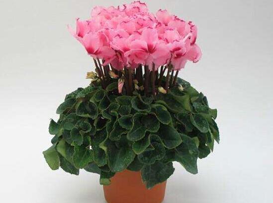 仙客來(lái)種子圖片，仙客來(lái)種子怎么種