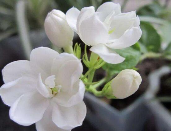 盆栽茉莉花怎么施肥，做好五點(diǎn)就能生長(zhǎng)郁郁蔥蔥