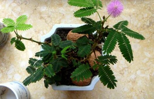 含羞草葉子干了怎么辦，及時(shí)查看是否有病蟲(chóng)害