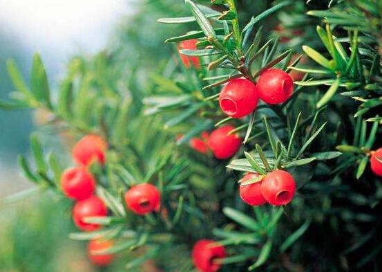 紅豆杉用什么土栽培好，疏松透氣、保水保肥