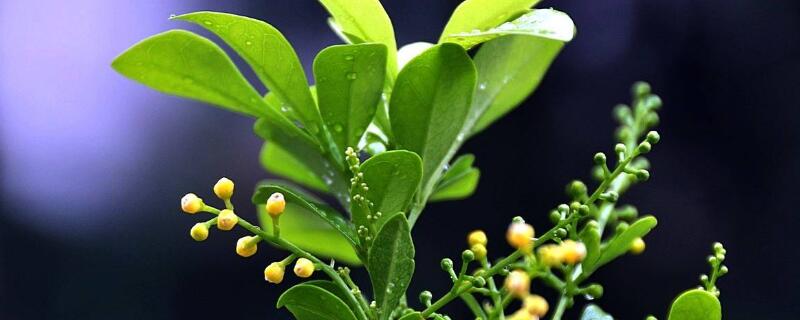 米蘭插扦時(shí)間及方法