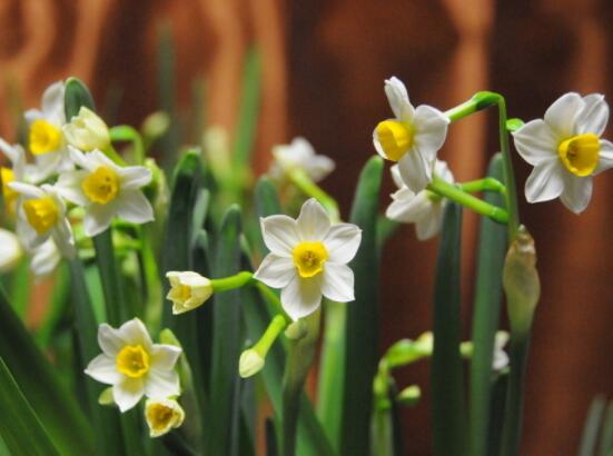 水仙花的栽培技術，盤點水培與土培簡單操作步驟
