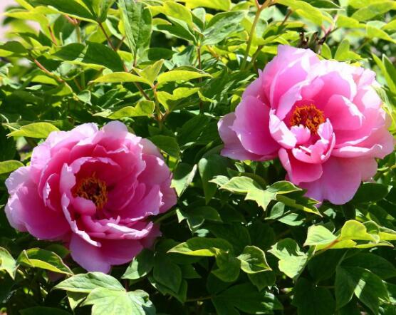 牡丹花怎么養(yǎng)最簡單，做好簡單五個步驟即可(花大色艷)