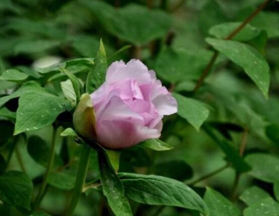 牡丹花有毒嗎，牡丹花可以在室內(nèi)養(yǎng)嗎