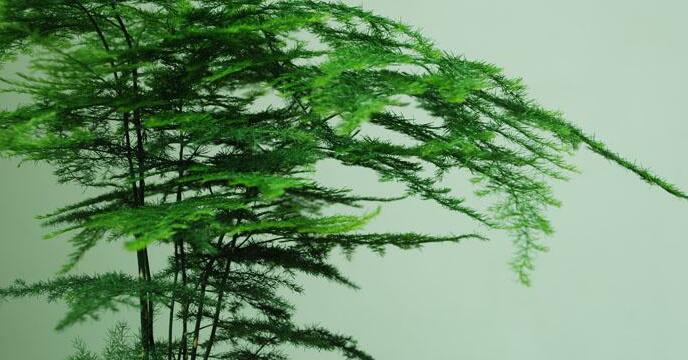 矮文竹怎么澆水，不合理的澆水會(huì)導(dǎo)致根部腐爛