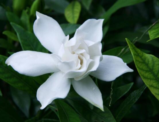 梔子花葉子蔫了怎么辦，四種原因以及解決辦法