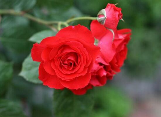 月季花怎么施肥，月季花施什么肥好