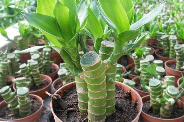 富貴竹發(fā)黃怎么辦，分析原因正確處理