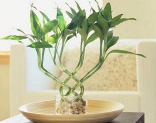 富貴竹開花什么預(yù)兆，富貴竹什么時候開花