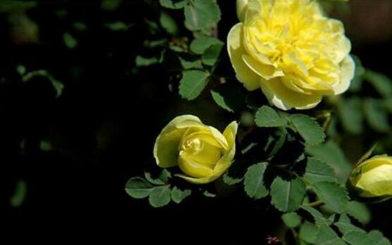 薔薇花盆栽如何養(yǎng)，薔薇花盆栽養(yǎng)殖方法