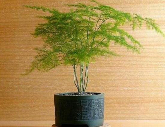 文竹的花語是什么，文竹開花寓意什么兆頭