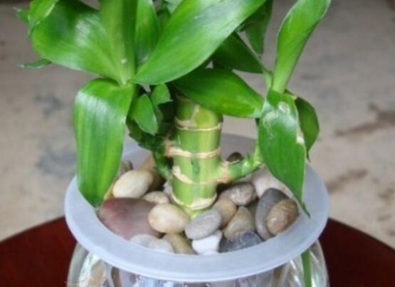 富貴竹放多少水，水位全部覆蓋根系便可