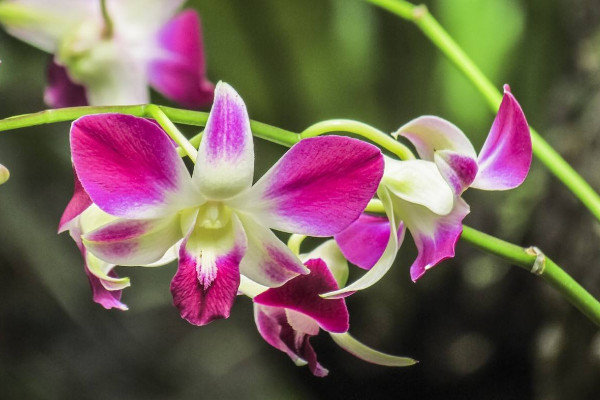 蘭花寓意及花語是什么，高貴典雅/樂觀積極/愛國