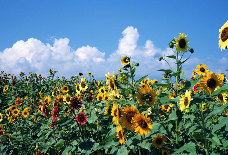 向日葵盤能治痛風(fēng)嗎，能治/但是要提取其中的三零脲堿