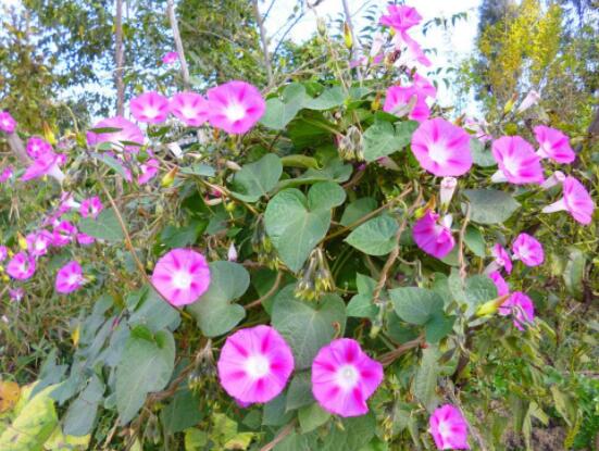 爬藤牽?；缫膯?，需要/利于多次開花