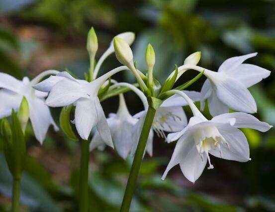 南美水仙的養(yǎng)殖方法，七大步驟幫你養(yǎng)的青翠欲滴