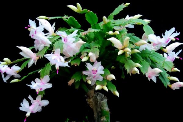 蟹爪蘭什么時候開花，越往南花期越早