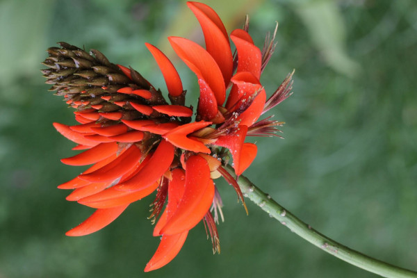 刺桐花什么時候開花，花期時間在12月到次年3月