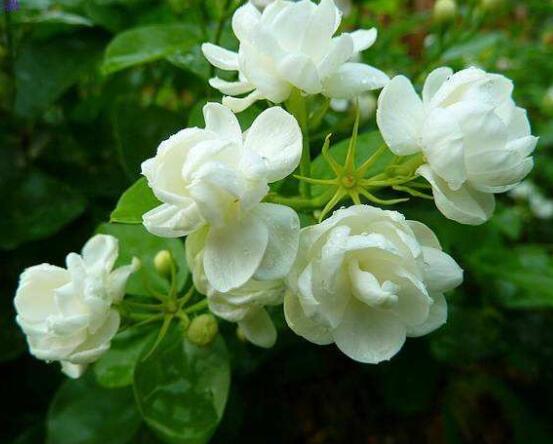 茉莉扦插生根最快方法，排水透氣土壤/一年生健壯10厘米枝條