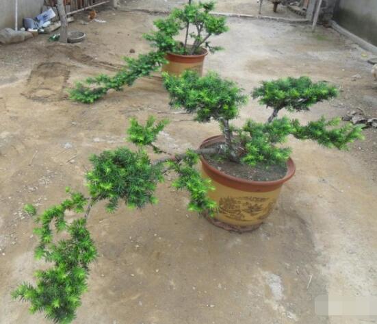 紅豆杉可以種庭院嗎，可以/幸福安康，家庭和睦