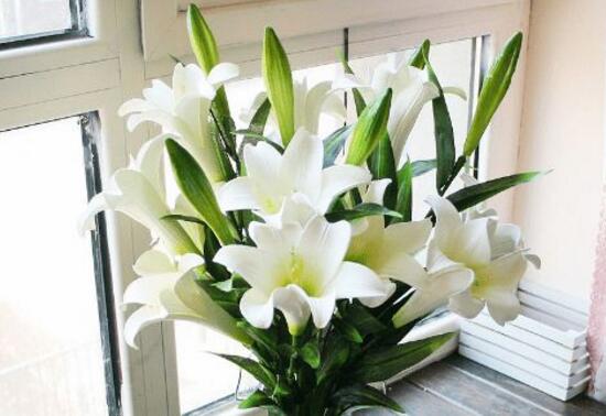 百合花可以水培嗎，水培百合花的養(yǎng)殖方法