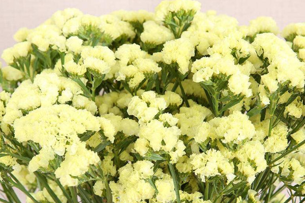 勿忘我不同顏色的花語(yǔ)，紫色代表浪漫黃色代表朝氣