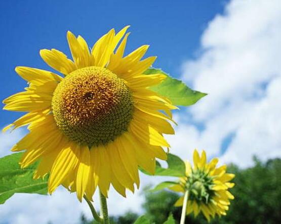 向日葵的花語和寓意，代表著沉默的愛、我的心永遠追隨你