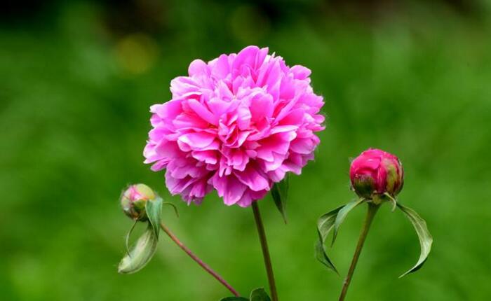 芍藥花的種植方法，這樣種植長出來的又好看又茂盛